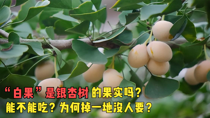 “白果”是银杏树的果实吗？它究竟能不能吃？为何掉一地没人要？