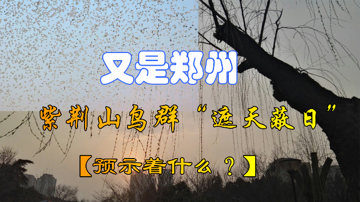 有不好的预兆？郑州上空出现“遮天蔽日”的鸟群，形成原因是什么