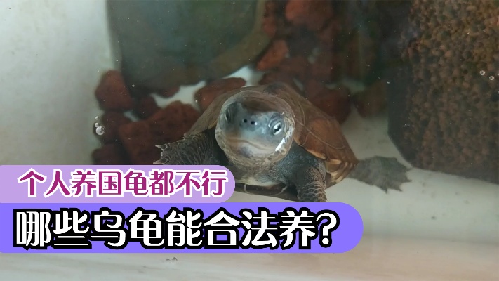 哪些乌龟可以合法养？严格说本土龟个人养都违法，没许可证不能养
