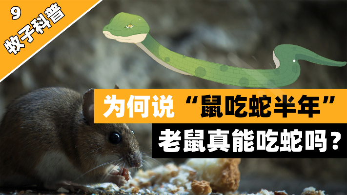 为何说“鼠吃蛇半年”，老鼠真能吃蛇吗？蛇不敢反抗的原因是什么