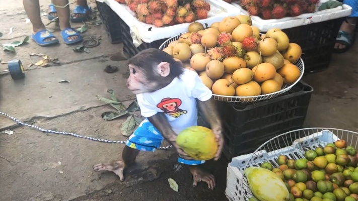 猴子智力测试！带小猴买水果，它付款后会找零吗？