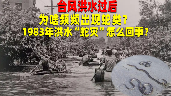 1983年洪水“蛇灾”，当地人以为有天灾要发生？到底是怎么回事？