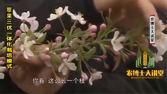 农博：专用的授粉海棠树，出枝就会成花，因而提供的花粉量大得多
