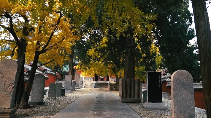 少林寺千年银杏树