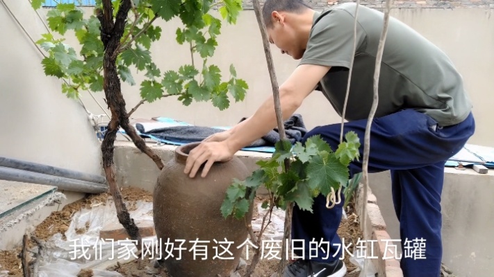 房顶种植葡萄树防止水分流失，盖塑料纸加滴灌，这样能结果吗？