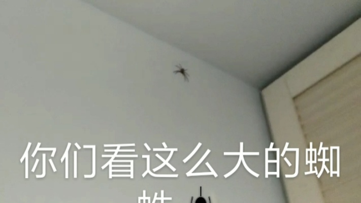不知道家里什么闯进了一只大蜘蛛，看看小朋友怎么处理的？