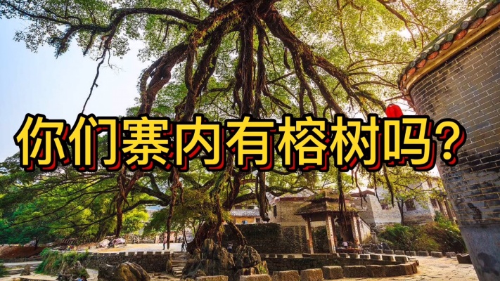 在潮汕榕树常称神树，是潮汕乡寨的“风水树”。