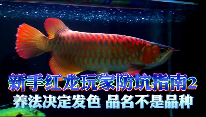 周鱼说鱼 印尼红龙鱼的品名与养法 新手防坑指南2