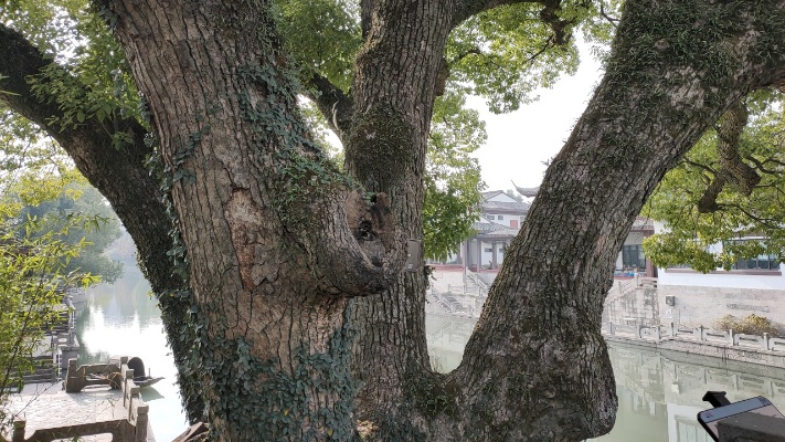 浙江这棵香樟树明朝就有，胸径一米七，三十米高，遮天蔽日真罕见