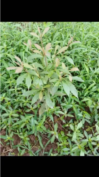 金丝楠木树苗今年种植的长得可以。