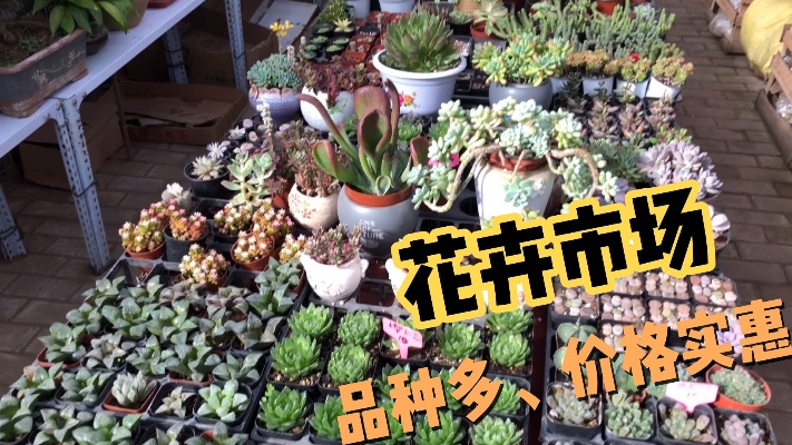 丰南最近的花卉市场，品种多，价格低，最主要是走进去心情舒畅！