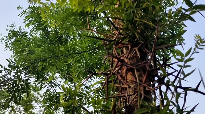 皂角树夏季管理关键步骤：早抹芽勤掰嫩枝，防止养分流失