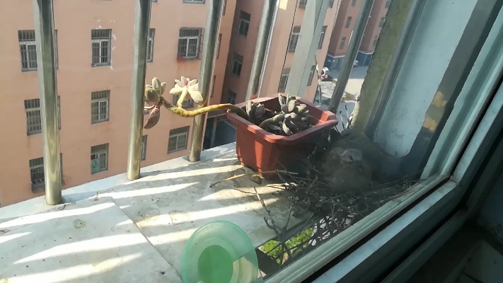 我家窗台的小斑鸠