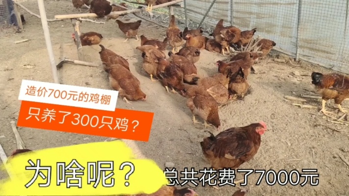 实拍商丘农村养鸡棚:设备简单投资7000元，却只养了300只肉鸡