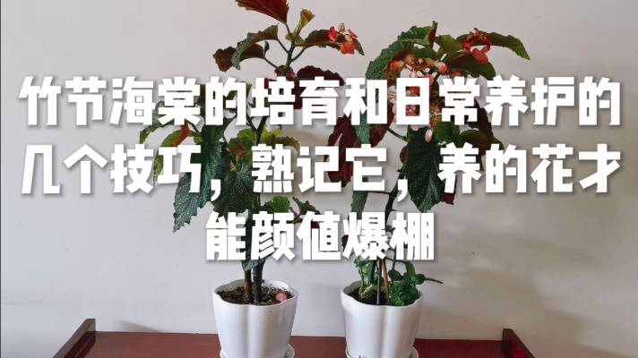 竹节海棠培育和日常养护的几个技巧，熟记它，养的花才能颜值爆棚