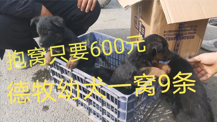 农村狗市德牧幼犬100元一条打包还有优惠，能长到100斤的大土狗