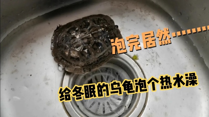 乌龟的生命力为何如此顽强？不吃不喝两个月，泡会热水又活过来了