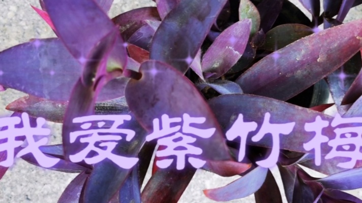 紫竹梅是净化空气的能手，室内装饰不可或缺，它开的花尤其漂亮