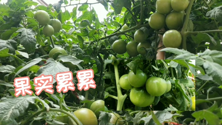 楼顶上种西红柿，可长3米多高，一棵能结100多个！是啥品种？