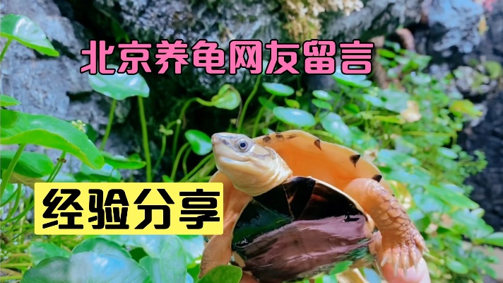 北京金钱龟养殖户，新手养龟经验留言，惹广东养殖户狂赞！