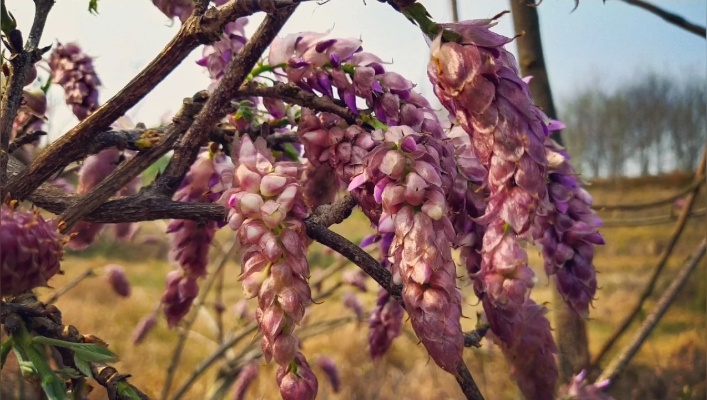 “紫藤树”植物，它具有观赏,环保,食用,还可以药用，早知早受益