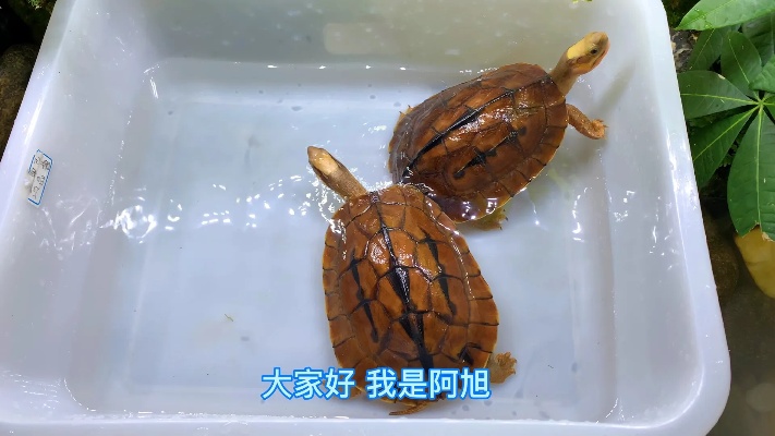 广东人最喜欢的一个金钱龟品种，能带来鸿运的一种金钱龟