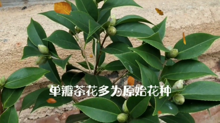 茶花盆景的养殖技术非常简单，开花季节，隔着屏幕也能闻到香气