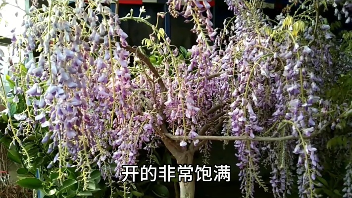 市场上来个卖紫藤花的，花长九尺，树形好看，树冠饱满，真好看。