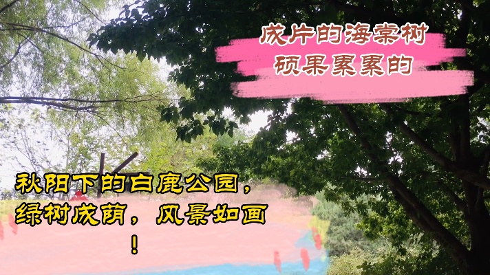 北京的白鹿公园，风景如画，成片的海棠树，硕果累累真喜人！