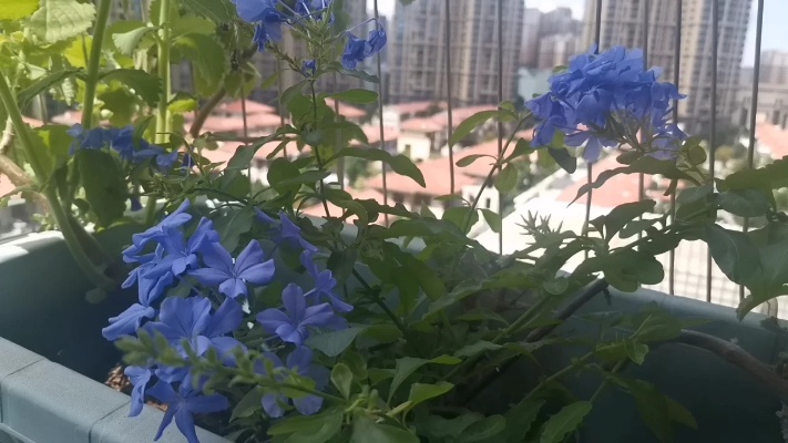 阳台最好养的草花竟然是蓝雪花？果汁阳台和落地生根种在一起。