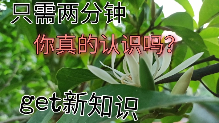 重庆市树和黄桷兰到底有什么联系？快来看看黄桷树和黄桷兰