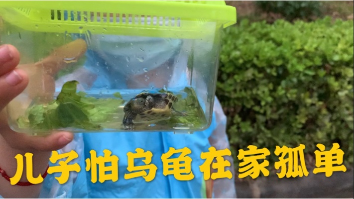 六岁儿子5块买一只乌龟，不知道怎么养？怕它在家孤单走哪都带着