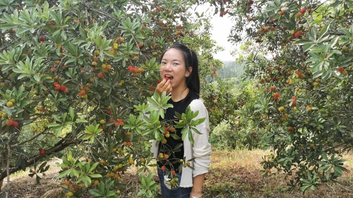 湖南怀化：有一种水果，清代是朝圣的贡品，酸酸甜甜的，你吃过吗