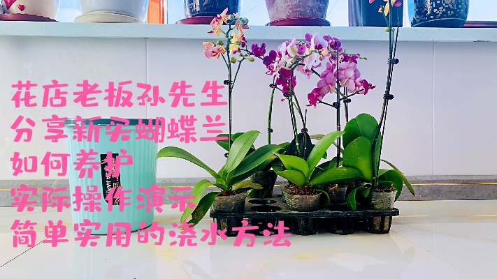花店老板孙先生分享蝴蝶兰如何养护，实际演示简单实用浇水方法