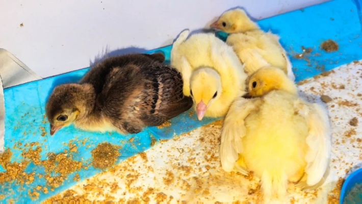 小孔雀出生的第5天，看看孔雀是咋样睡觉的！差点以为要挂了！