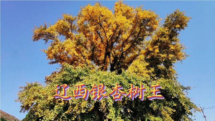辽西有一棵最长寿的银杏王树在锦州，五百年来见证着沧海桑田。