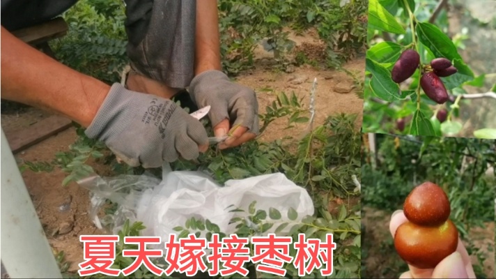 适合夏天枣树嫁接的方法，20年种植经验老农手把手教你，操作简单