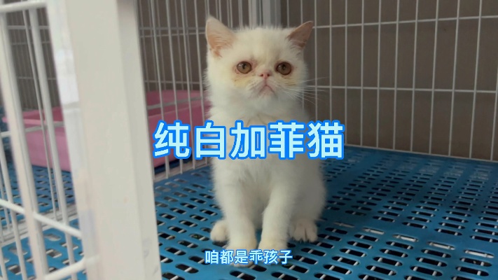 纯白加菲猫让猫贩子闻风丧胆不敢收，为什么？