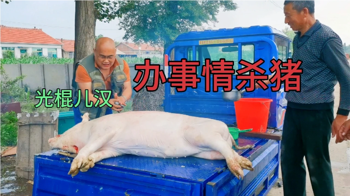 农村光棍儿汉帮忙杀猪，看看农村办事情是怎么杀猪的？当地风俗
