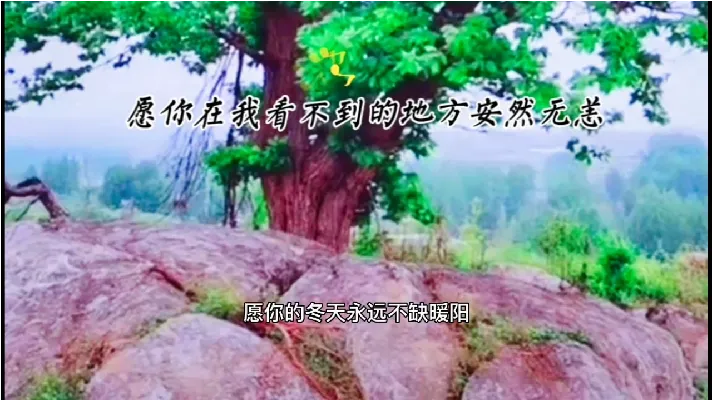 带你去看杨树行村长在巨石上的千年有灵气神奇的板栗树