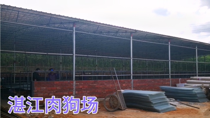 湛江最大肉狗养殖场，一年最少出8千只，科学养殖技术