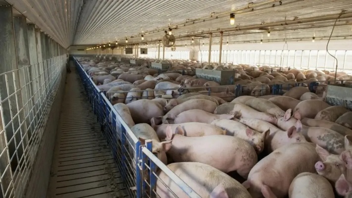 今日最新猪价，生猪利润不断被压缩，看看现在的收购价是多少钱