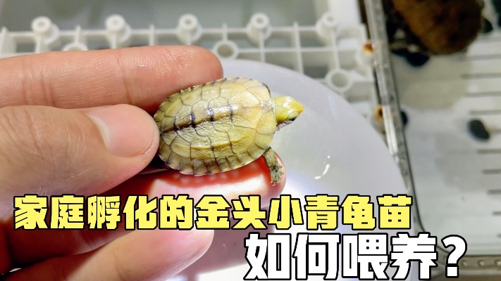 两百元网购龟蛋孵化出小龟啦，第一次下水要怎么喂养？保姆级攻略