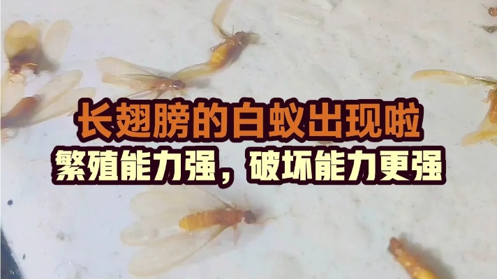 广东雨季，长翅膀的白蚁又出现了，如果你家中见到，建议这样消灭