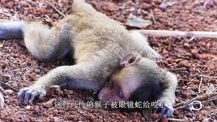 小猴子被眼镜蛇咬伤，躺在地上抽搐，它还有救吗？