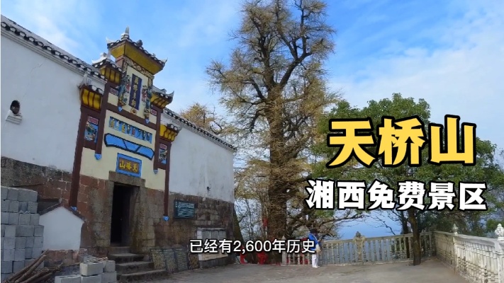 湖南湘西泸溪第一景，天桥山千年银杏树，一棵2600年一棵2300年