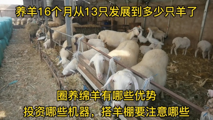 养羊一年发展到多少只，绵羊有啥优势，投资哪些机器，羊棚注意啥