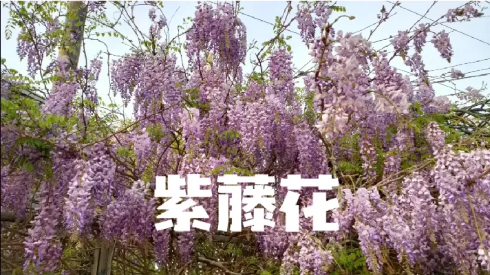 紫藤花开花如瀑布，家里有院子一定要种一棵，寓意紫气东来