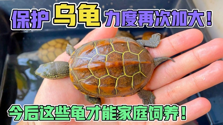 2022年乌龟保护法开始措施新政策，国龟不能再随便买卖！涨价潮？