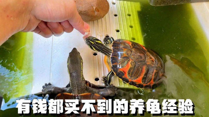 秋冬季家养乌龟为何会大批死亡？分享那些有钱也买不到的养龟经验